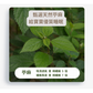 【預購】嬰兒床 夏季涼感首選 雙料親膚透氣苧麻軟涼席